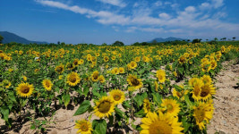 안동시 풍산읍 낙동강변 따라 해바라기단지 조성