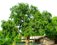 정신적 마음을 보호하는 신성한 신내림 나무