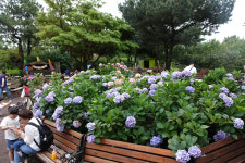 백일홍·수국·꽃무릇까지… 만개한 꽃들 사이로 살랑이는 가을