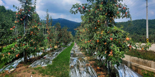 못생긴 사과가 좋다