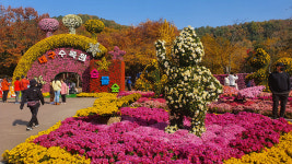 대구수목원, 1만5000여 오색찬란한 국화 향연