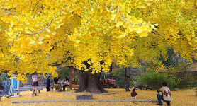 하곡(霞谷)마을 은행나무