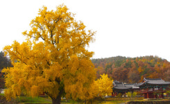 은행나무처럼 깊이 뿌리 내린 흔들리지 않는 충절과 신념