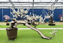 그윽한 매화향에 취하다