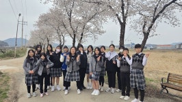 의성 탑리여중 교사와 학생 함께하는 벚꽃길 걷기 행사