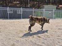 천년기념물 경주개 동경이를 아시나요?