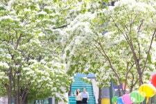 눈송이처럼 하얀 이팝나무꽃 만개