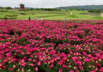 의성 조문국 사적지 붉은 작약꽃 만개