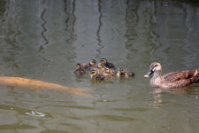 흰뺨검둥오리 새끼의 세상 구경