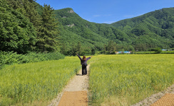 울릉도 또 다른 추억 보리밭 힐링 치유…나리분지 보리밭 흙 내음 이색체험
