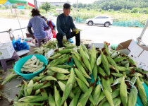 무더위는 싫지만, 반가운 여름 간식 옥수수