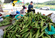 무더위는 싫지만, 반가운 여름 간식 옥수수