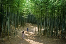 한여름 자연 속 고요함… 숲에서 쉼을 찾다