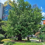 범어로터리 한켠에 버티고 선 500년 노거수