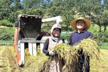 처서 날, 달성군 다사에서 대구 첫 벼 베기