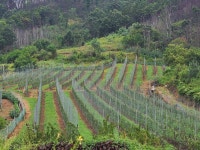 자두·사과 복합 재배로 새 희망 키우는 ‘청송 낙원농장’