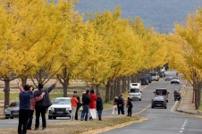 노란 옷 갈아입은 통일전 은행나무