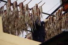 1970~80년대 전성기 재현 ⋯ 수온 상승에 어장 북상 ‘귀하신 몸’