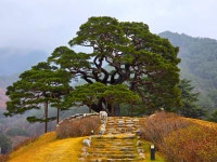 솔고개 소나무는 하늘과 땅 잇는 생명의 분수
