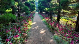 메타세쿼이아 숲의 정수, 익산 아가페 정원