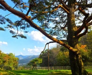 적성리 고갯마루에 우뚝 선 소나무 한 그루