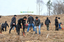 영주시 제81회 식목일 맞아 산벚나무 368본 식재, 산림 가치 확산