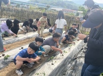 칠곡 관호초 학생들 꼬마농장 텃밭 가꾸기