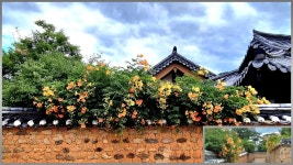 꽃피는 화원(花園)…주홍빛 능소화·황금빛 모감주꽃의 향연