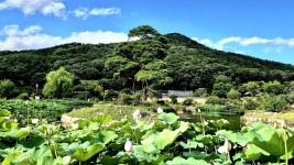 꽃피는 화원(花園)…주홍빛 능소화·황금빛 모감주꽃의 향연