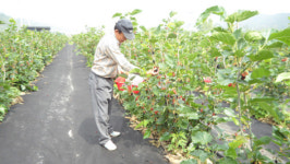 하동군 특산물 오디 본격 출하