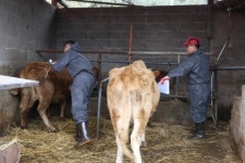 의령군, 25일부터 구제역 수시 예방접종