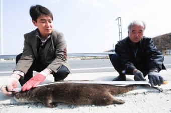 천연기념물  '수달'  국도변서 죽은채 발견