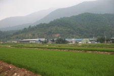 구제역 발생한 합천군 적중면 돼지농장에 가봤더니…