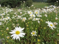갈 길 바쁜 가을꽃, 떠나기 전에 서두르세요