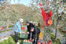 경남도의회 사과 수확 구슬땀