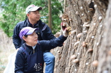 자연에 맡긴다 고집으로 키운 버섯 맛·향 으뜸