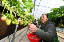 기껏 참다래 농사 준비했는데 땅이 안 맞대요