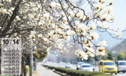 도로변에 핀 봄