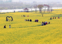 밀양 삼문동 밀양강 둔치 유채꽃 단지 인기