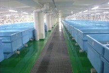 경남도수산자원연구소, 7월부터 해삼 종묘 생산체제