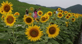 해바라기 보러 오세요
