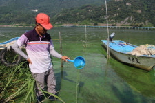 녹조 아무리 심해도 이 정도까진 아니었다