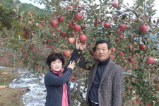 밀양 얼음골사과 품평회 최우수 청수농원