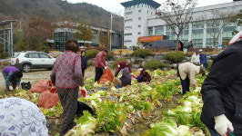 거창 주상면 경로당에 배추 나눔