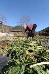찬바람 불면 생각나는 시래기