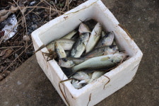 사천 중선포천서 물고기 집단 폐사