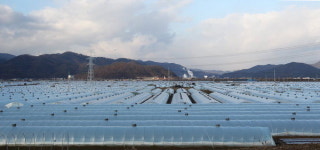 첫발 내디딘 함안 수박 명품만들기