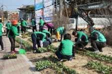 새마을운동 합천지회 거리 봄꽃 심기