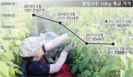 청양고추값 반의반 토막 경남 재배농가 한숨만