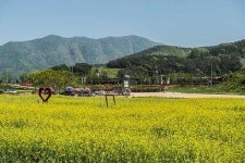 김해시 생림면, 유채꽃 레일파크 등 관광명소로 자리매김